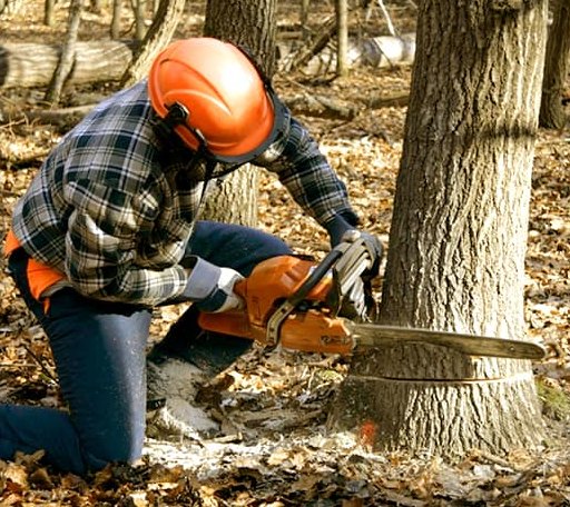 Tree Removal in Battle Creek, NE